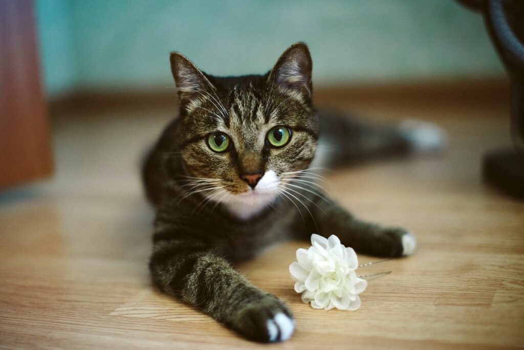 gattino che gioca con un fiore