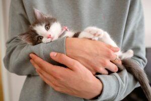 gattino tenuto in braccio
