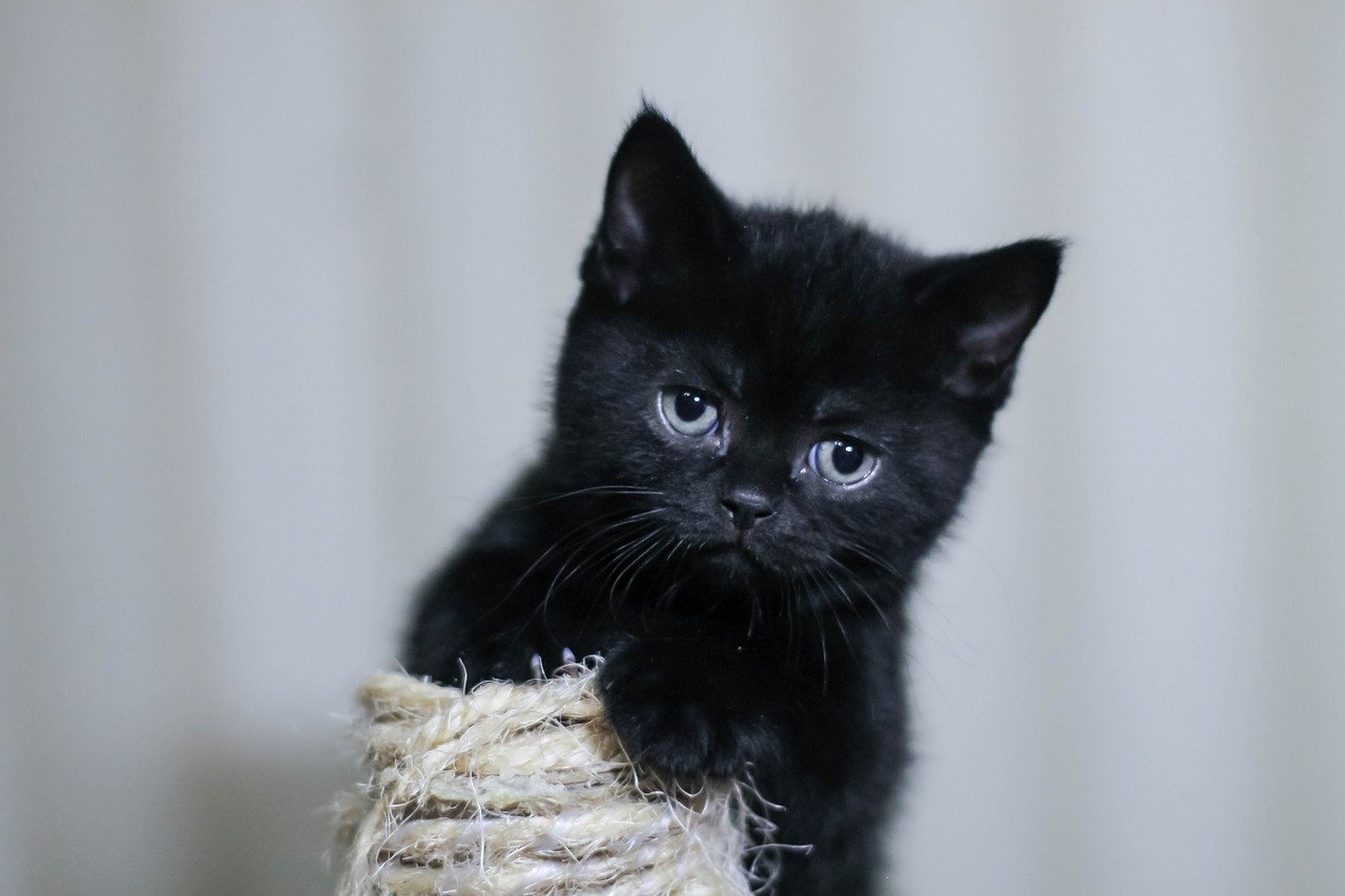 gattino pelo nero scuro