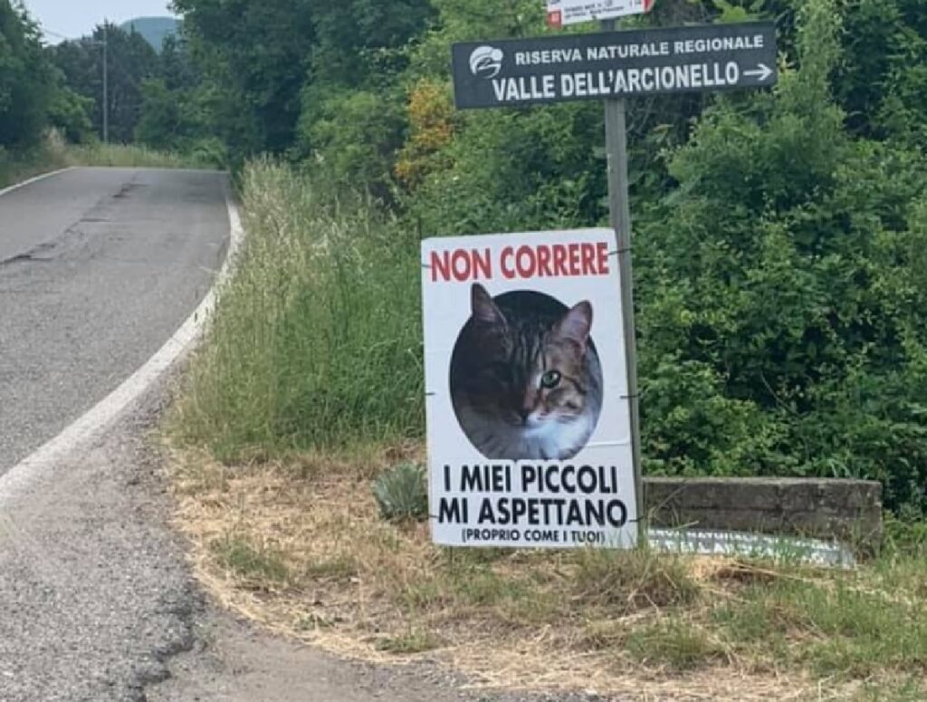 gatto cartello pensa i piccoli