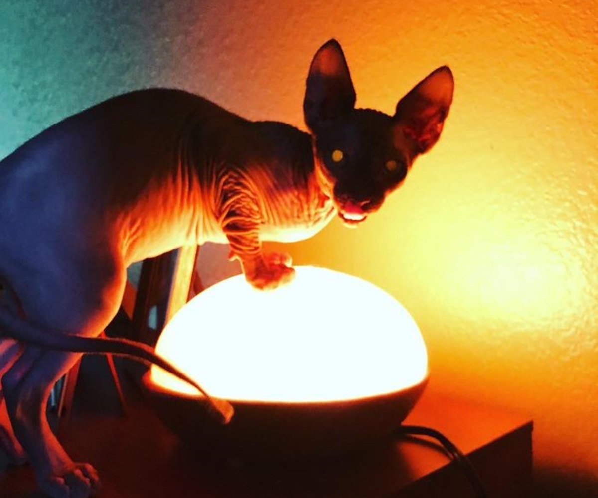 gatto lampada