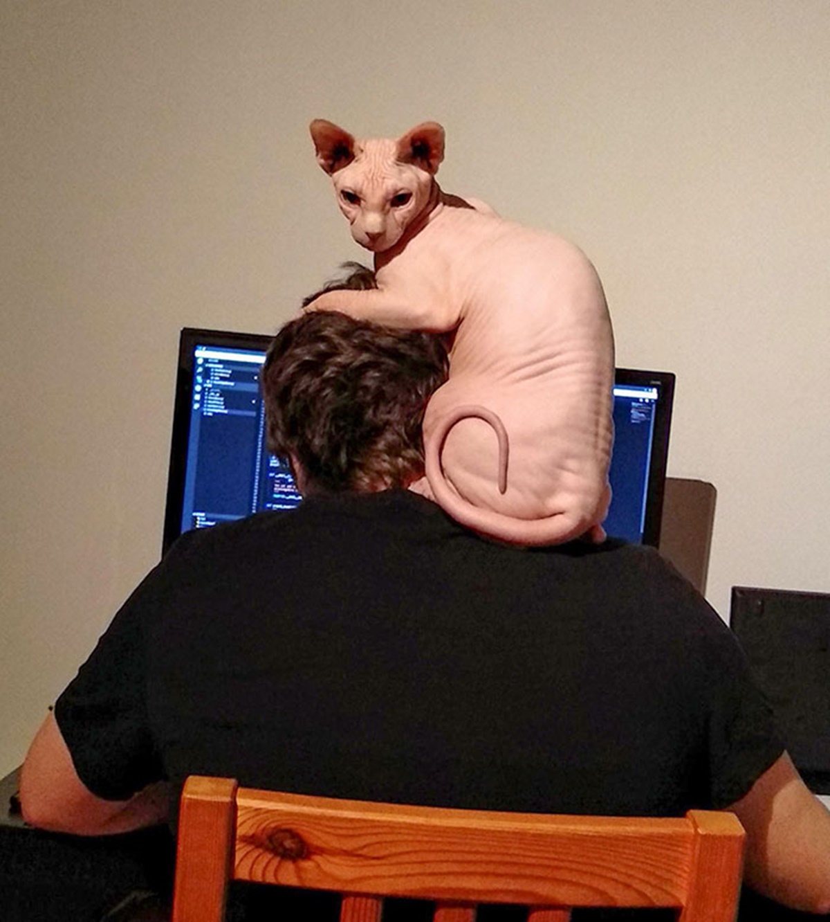 gatto pc