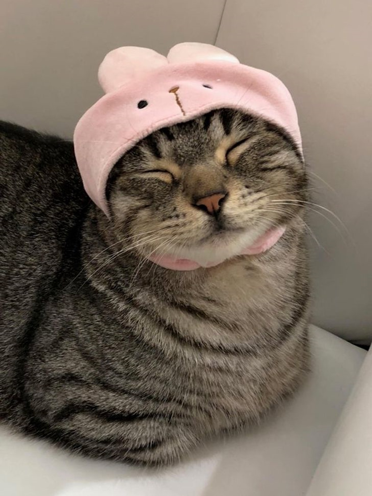 gatto cappellino