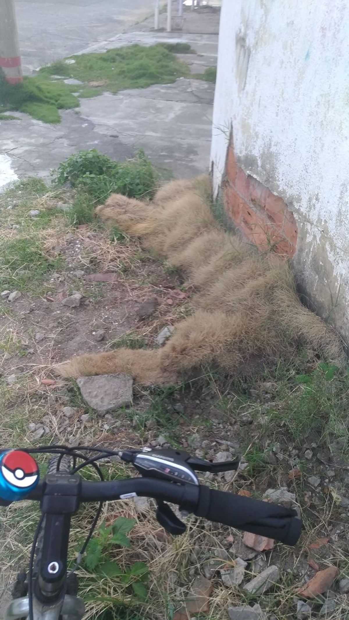 gatto erba