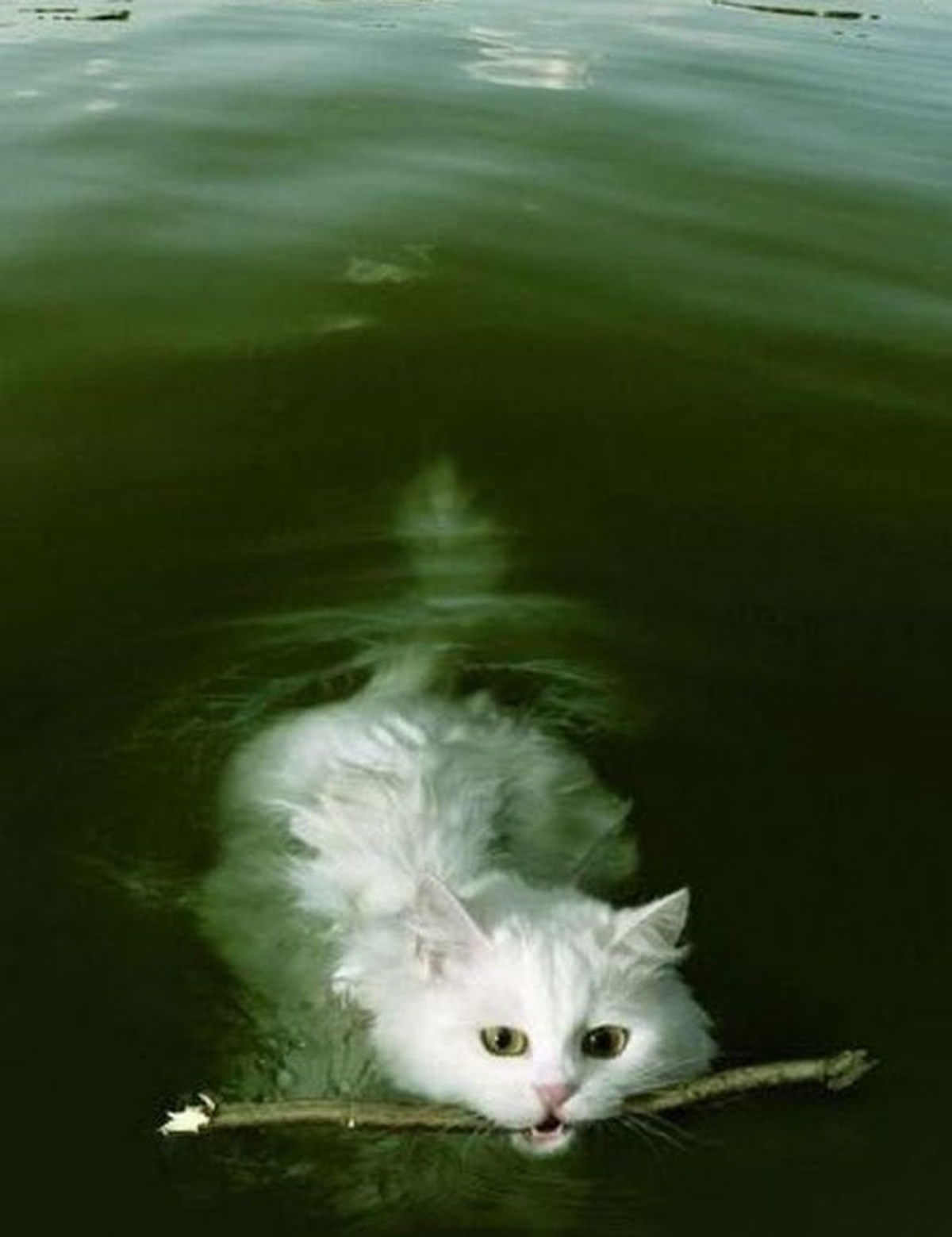 gatto acqua