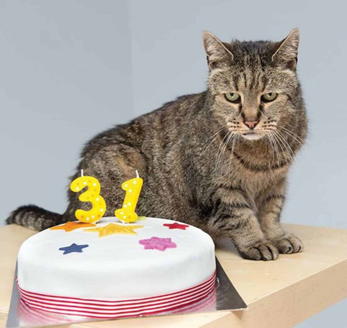 gatto compleanno