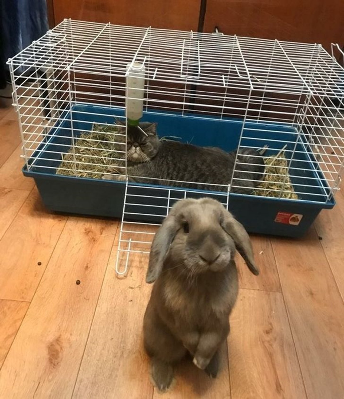 gatto e coniglio