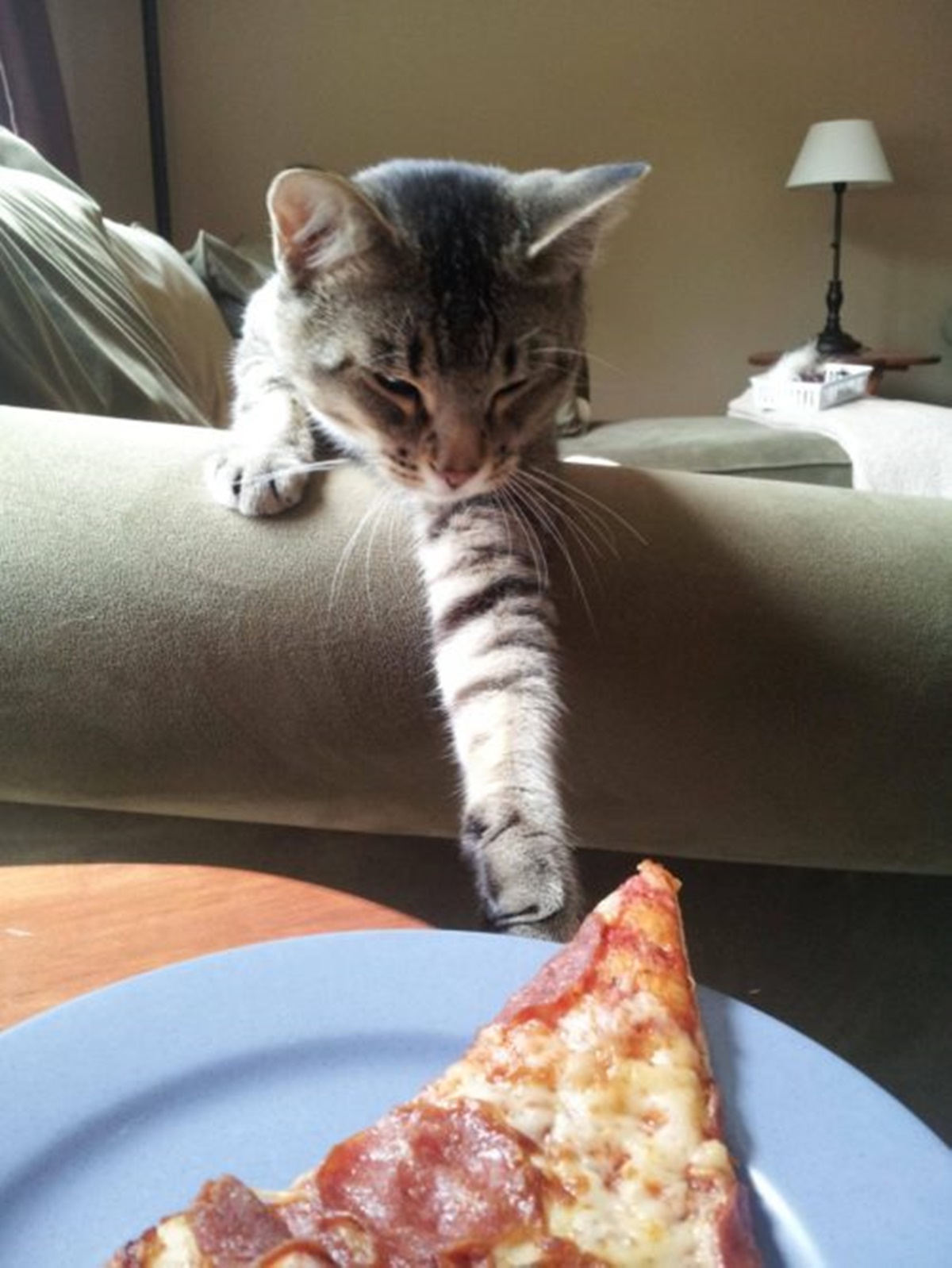 gatti pizza