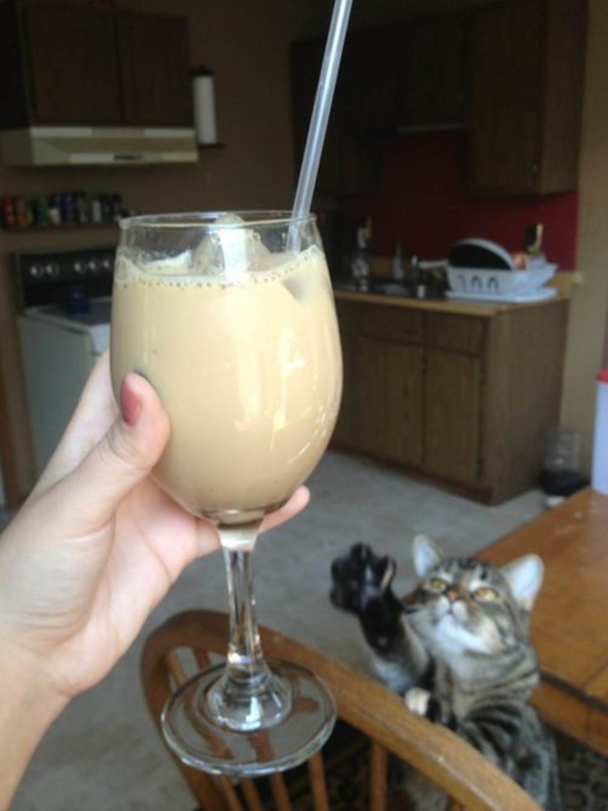 gatto milkshake