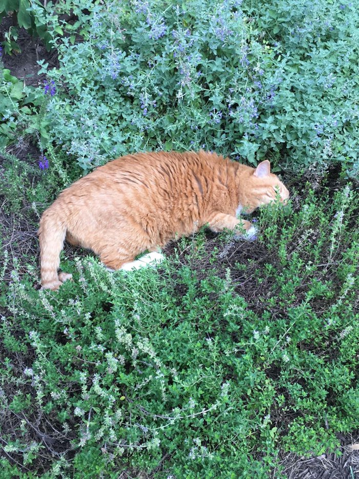 gatto giardino