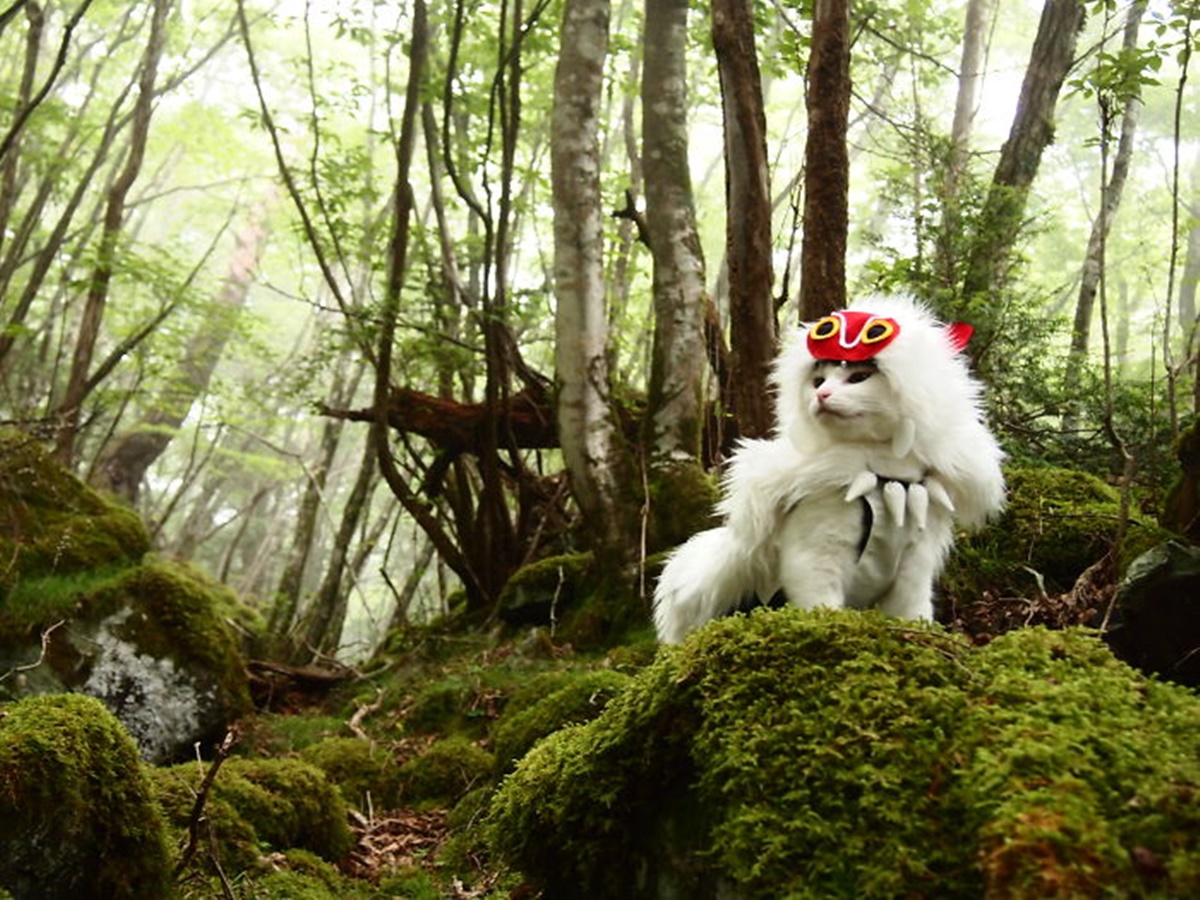 gatto foresta