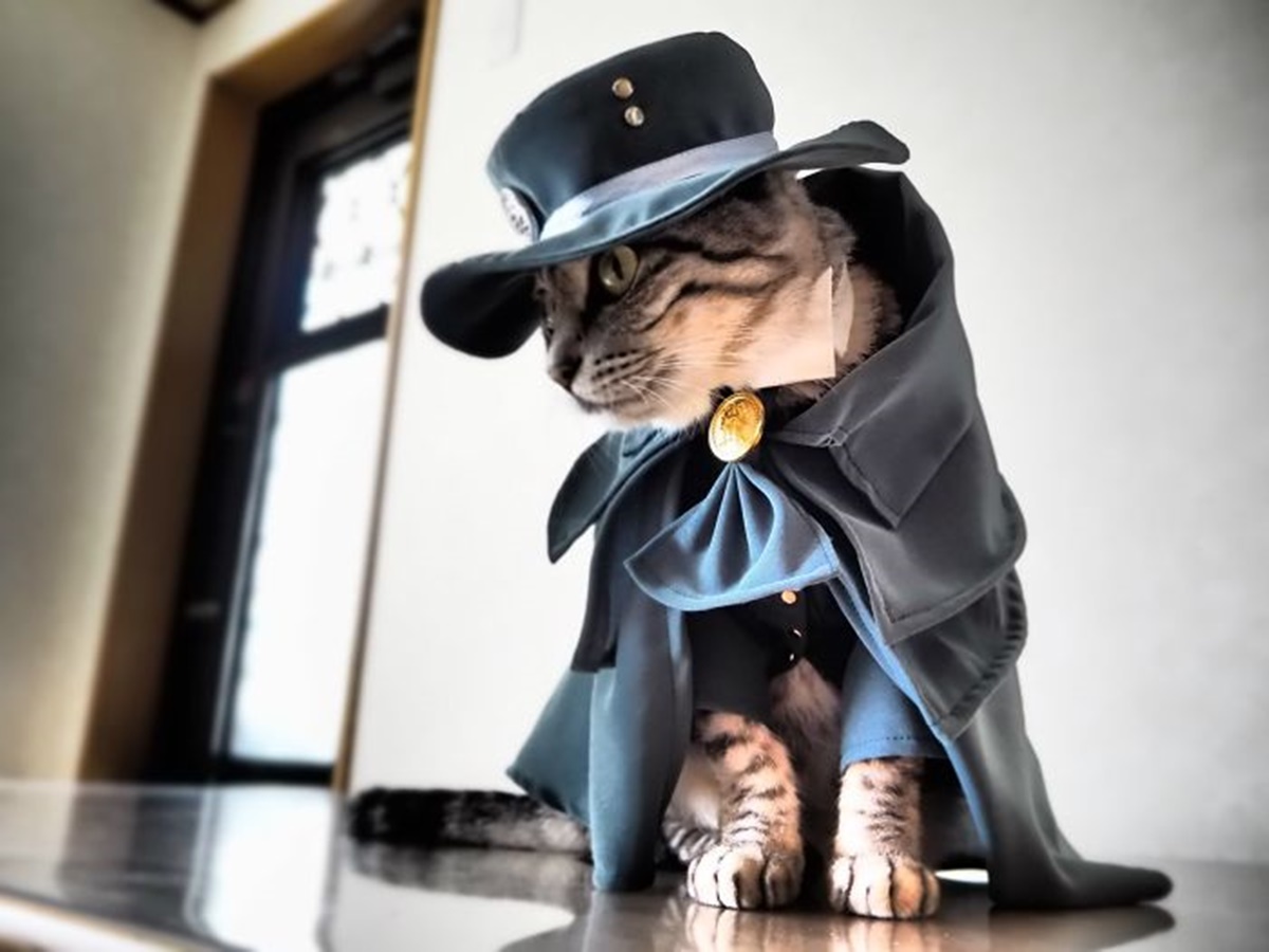 gatto zorro