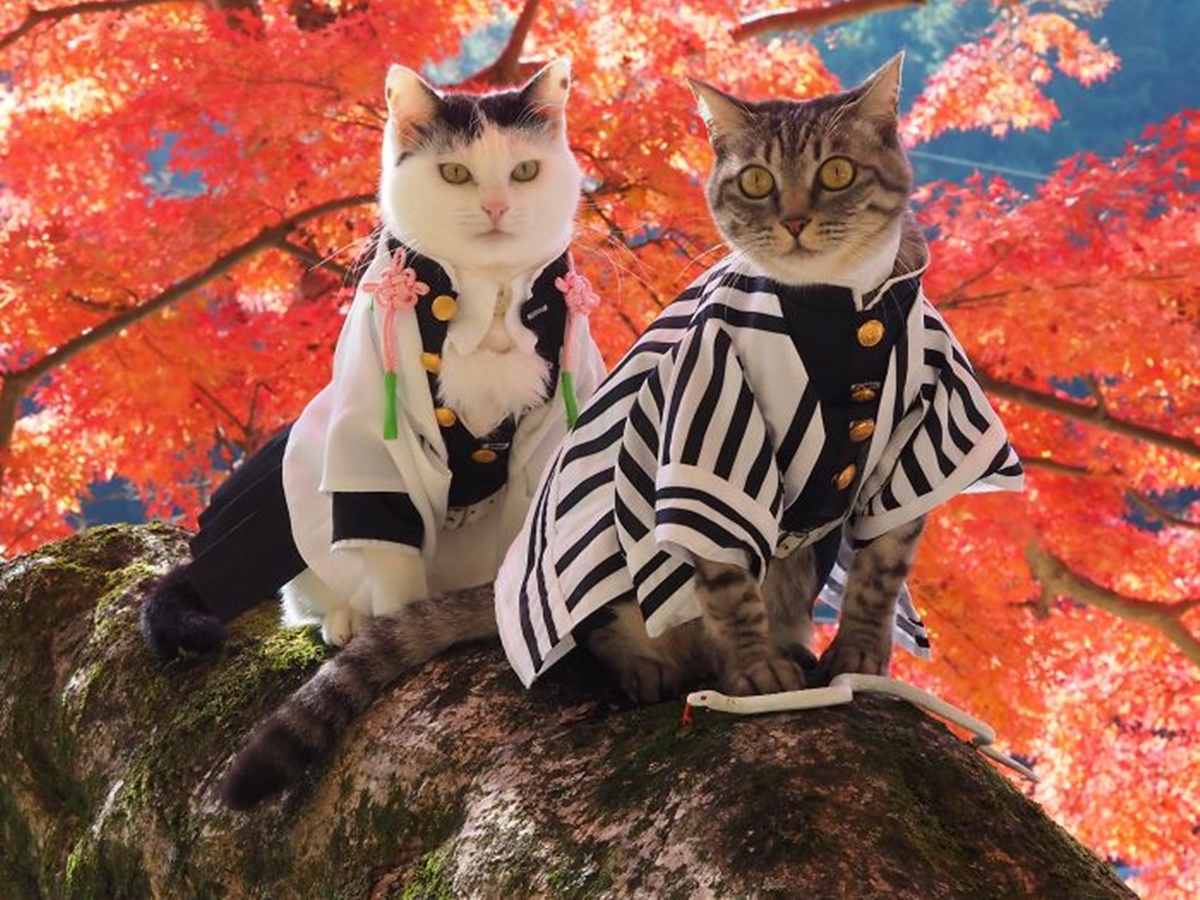 coppia gatti costumi