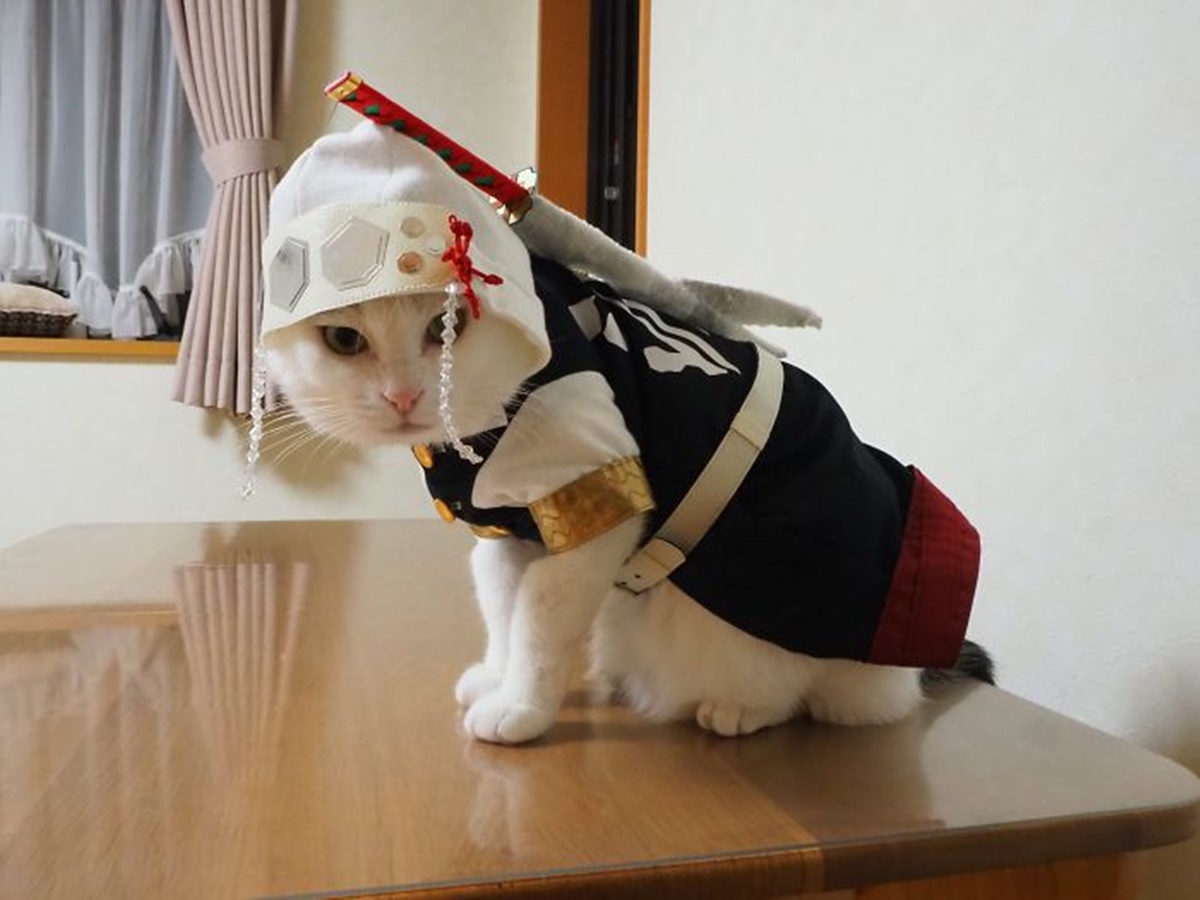 gatto samurai