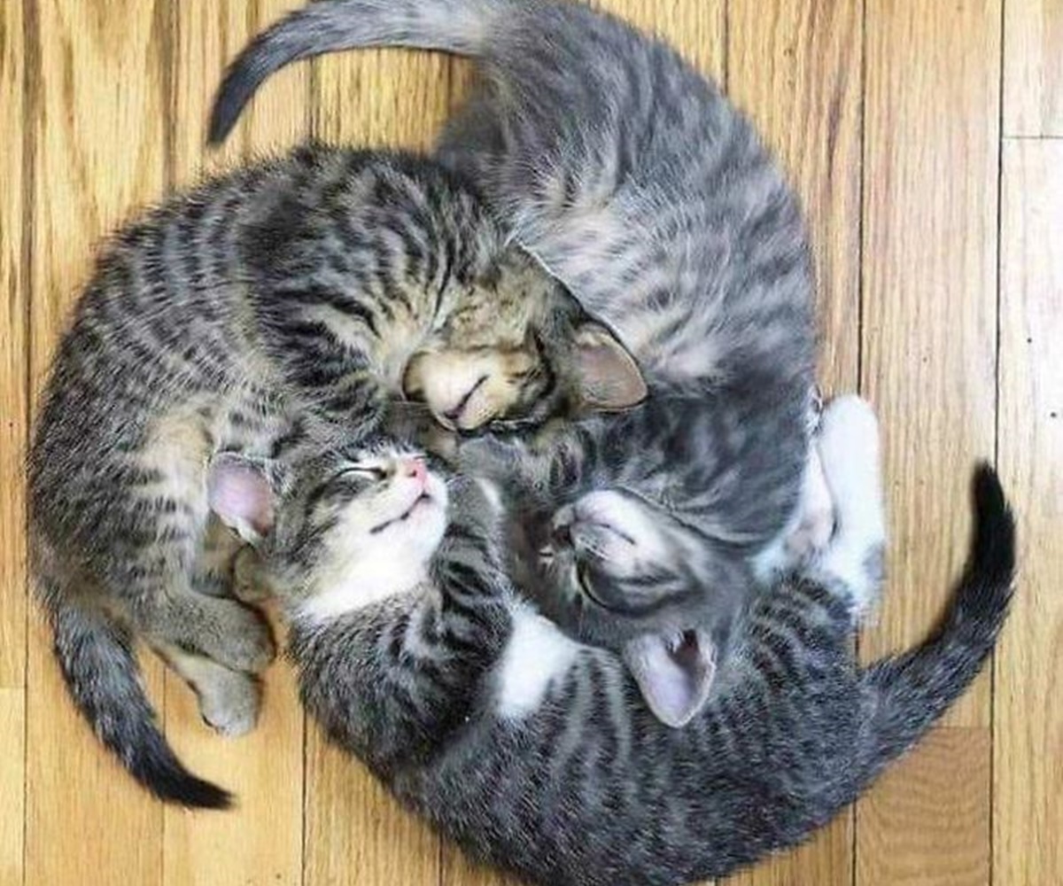 gatti spirale