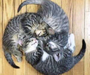 gatti a cerchio
