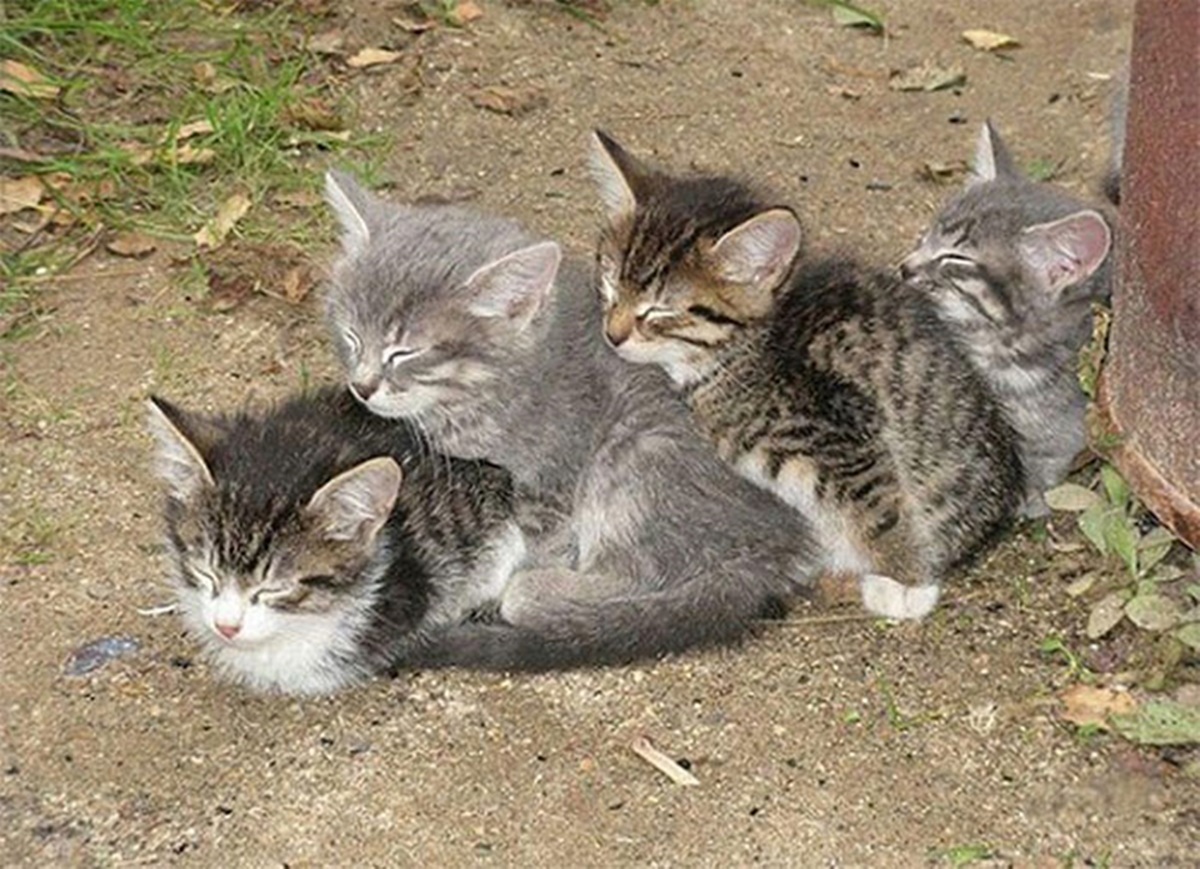 gatti fila