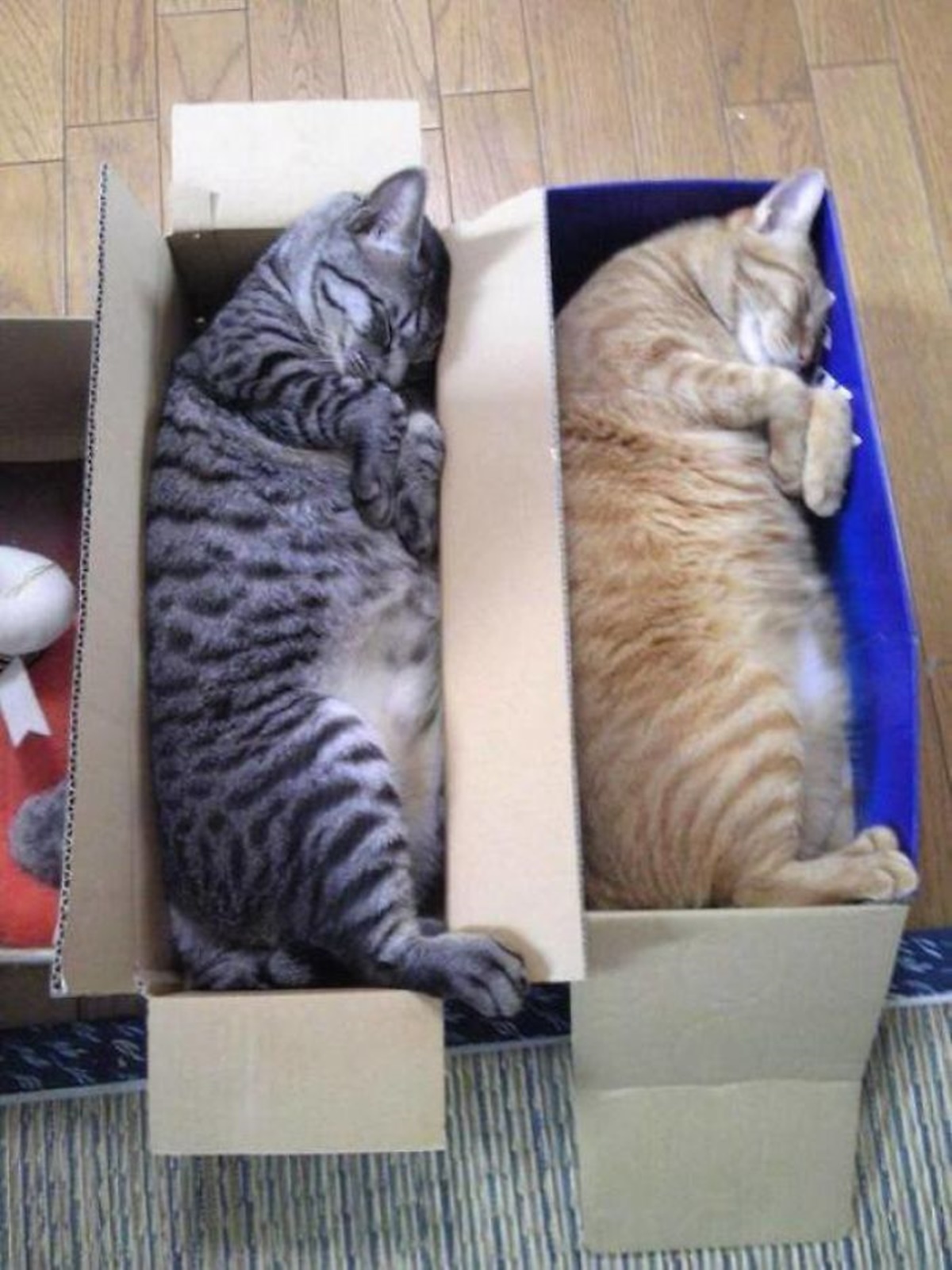 gatti scatole