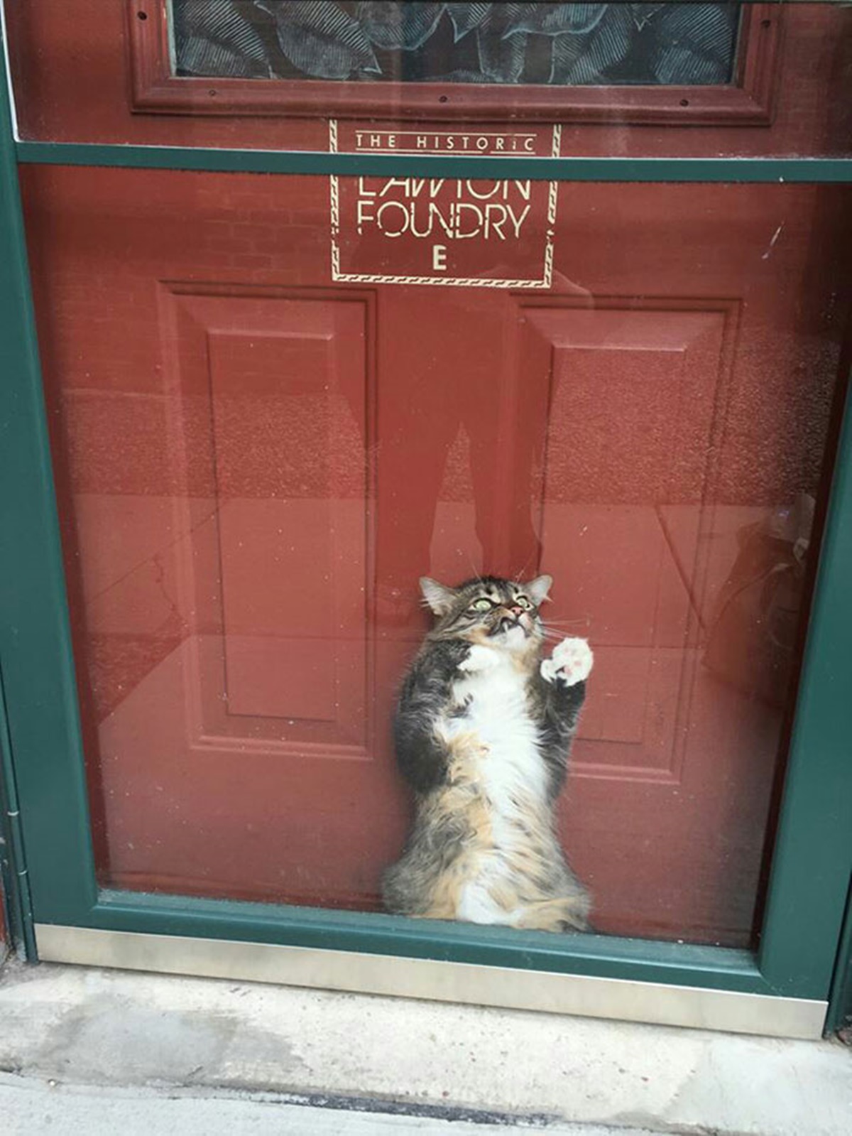 gatto porta