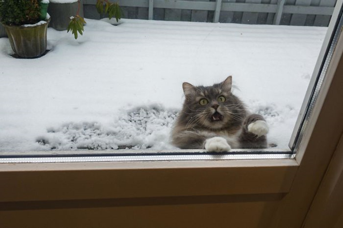 gatto neve