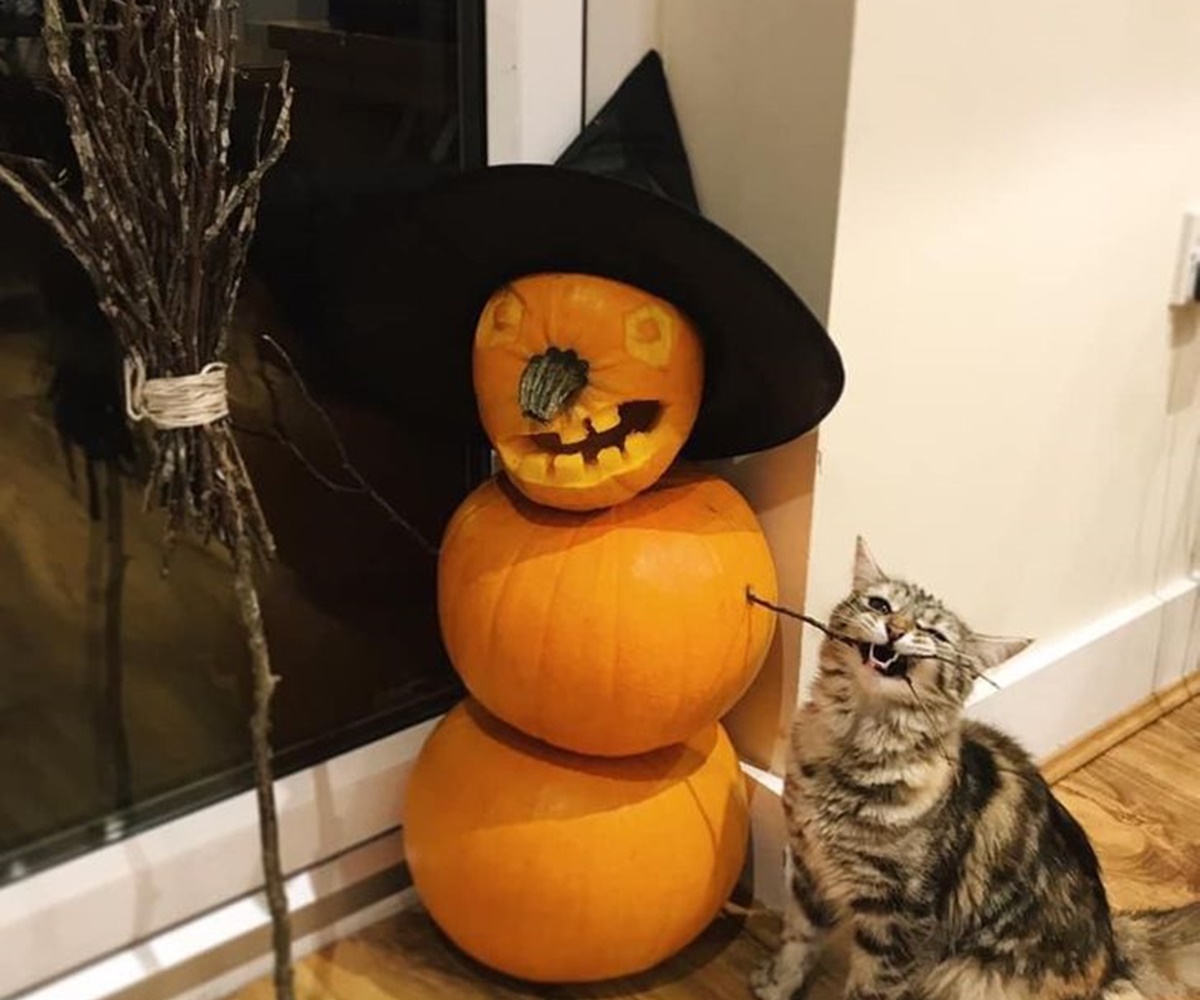 gatto zucca