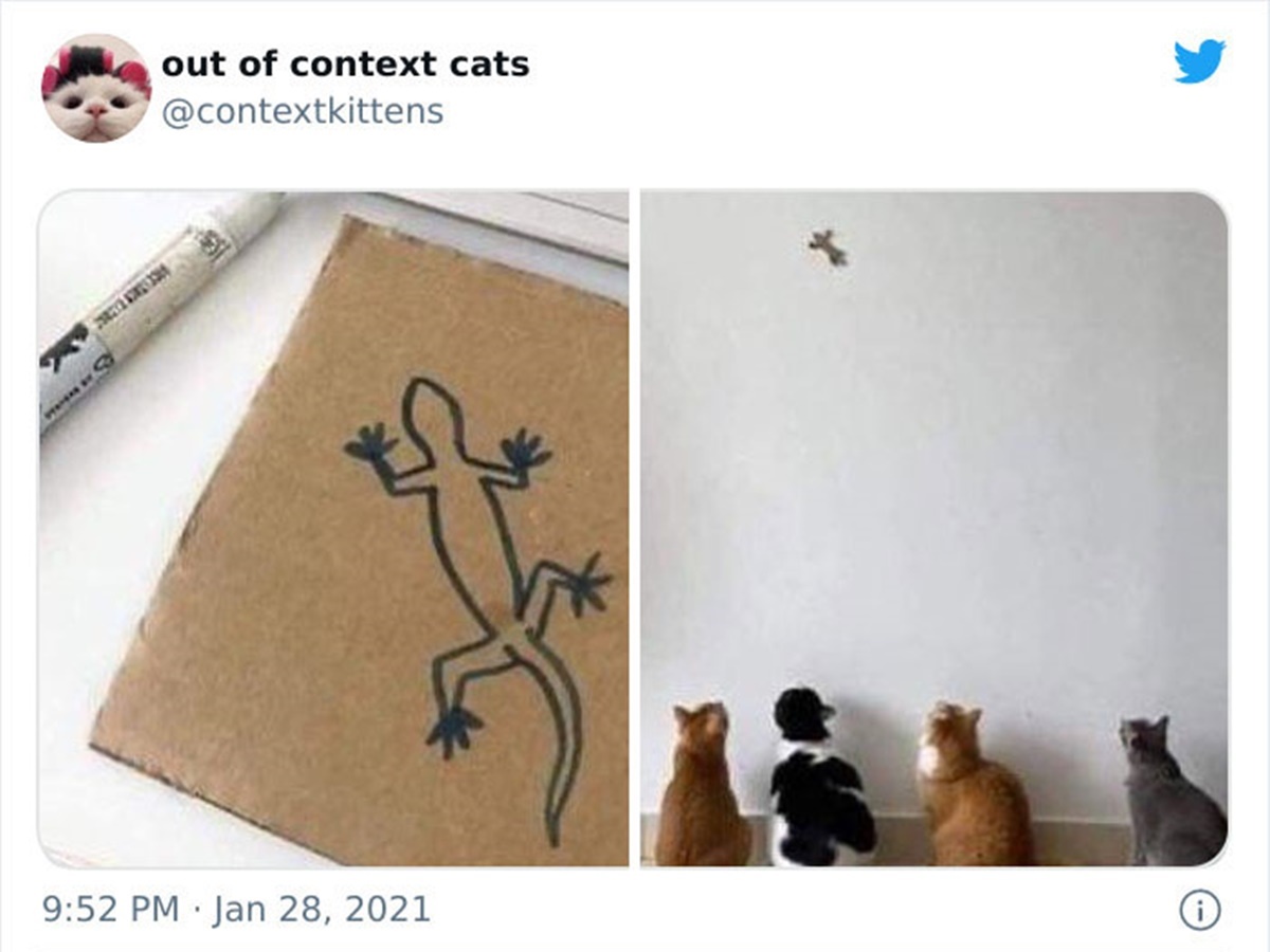 gatti geco