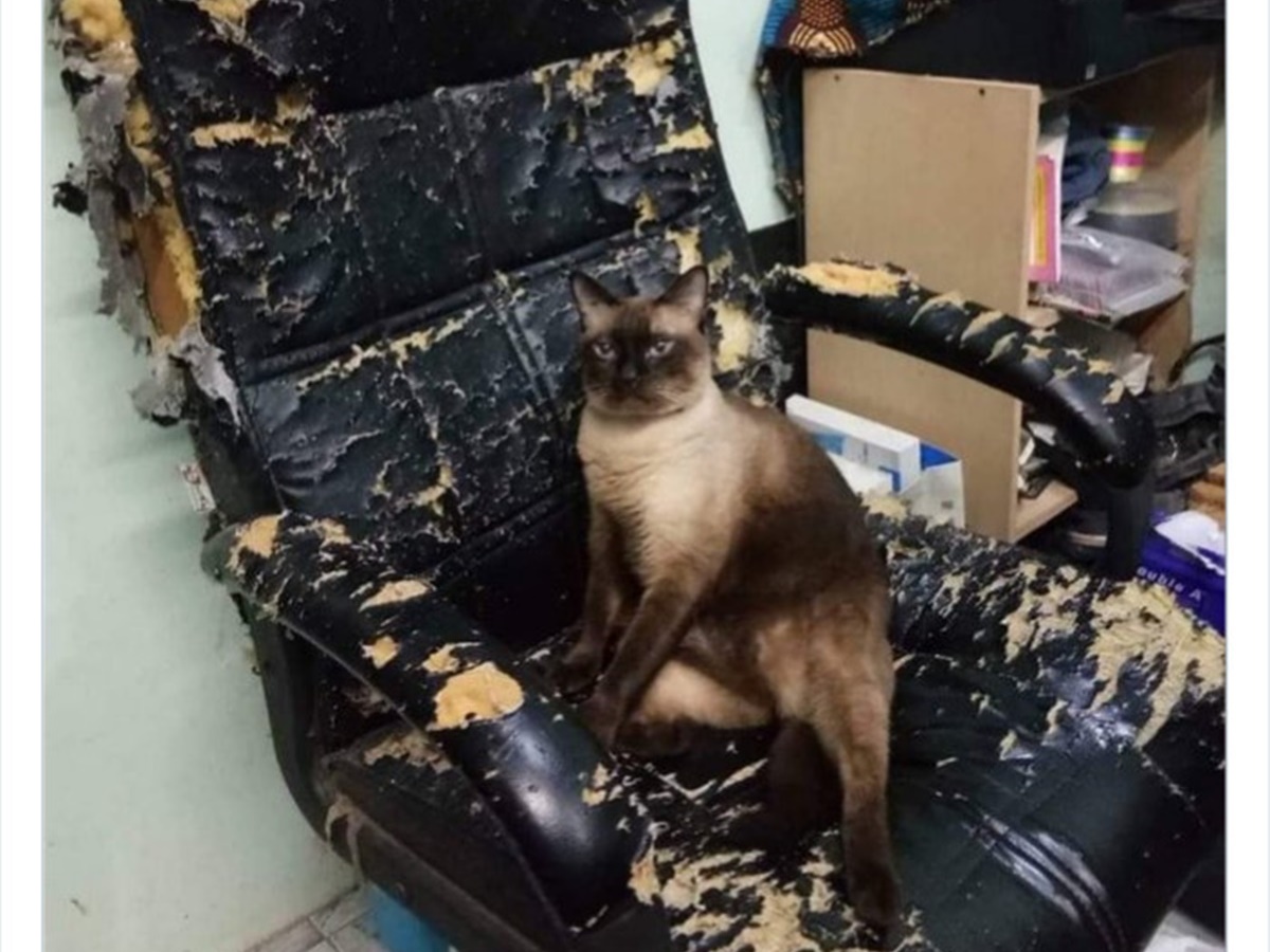gatto sedia