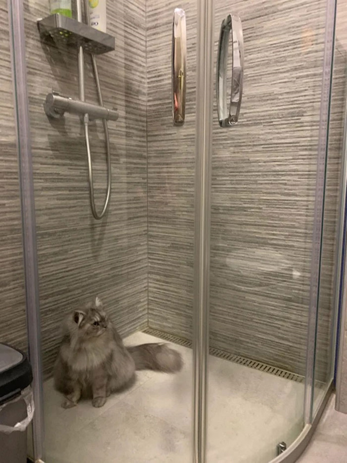 gatto doccia isolamento