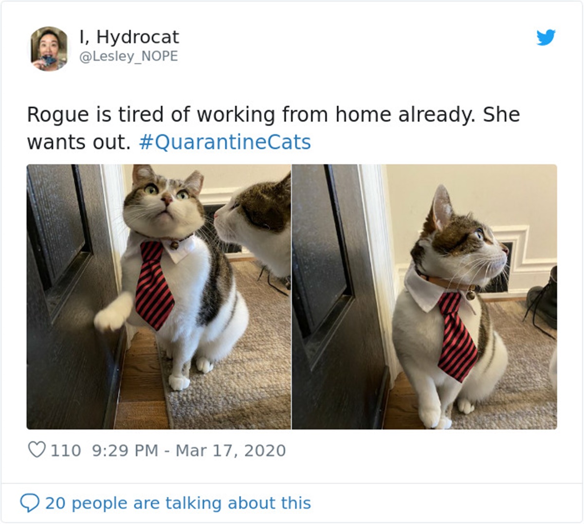 gatto cravatta