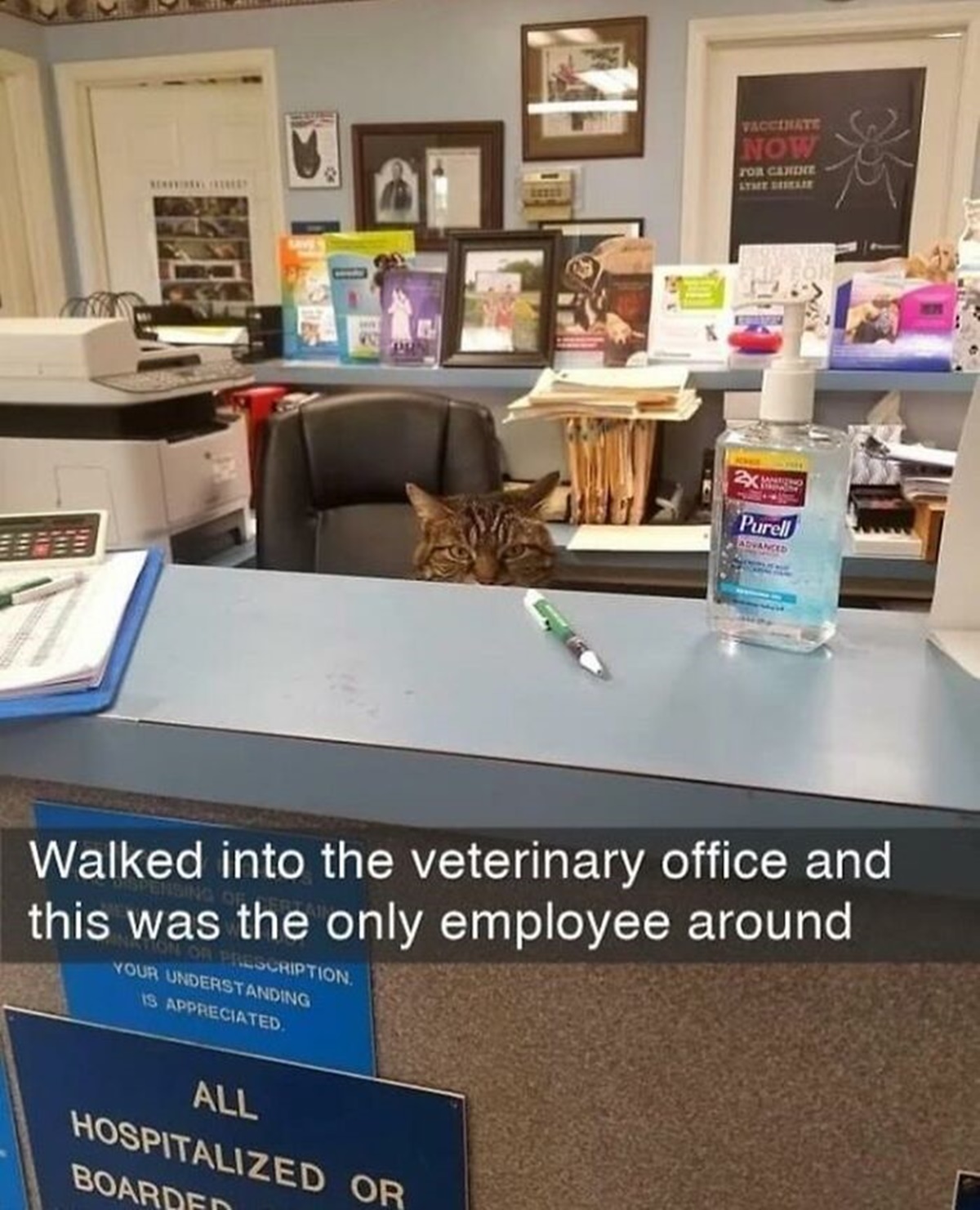 gatto reception