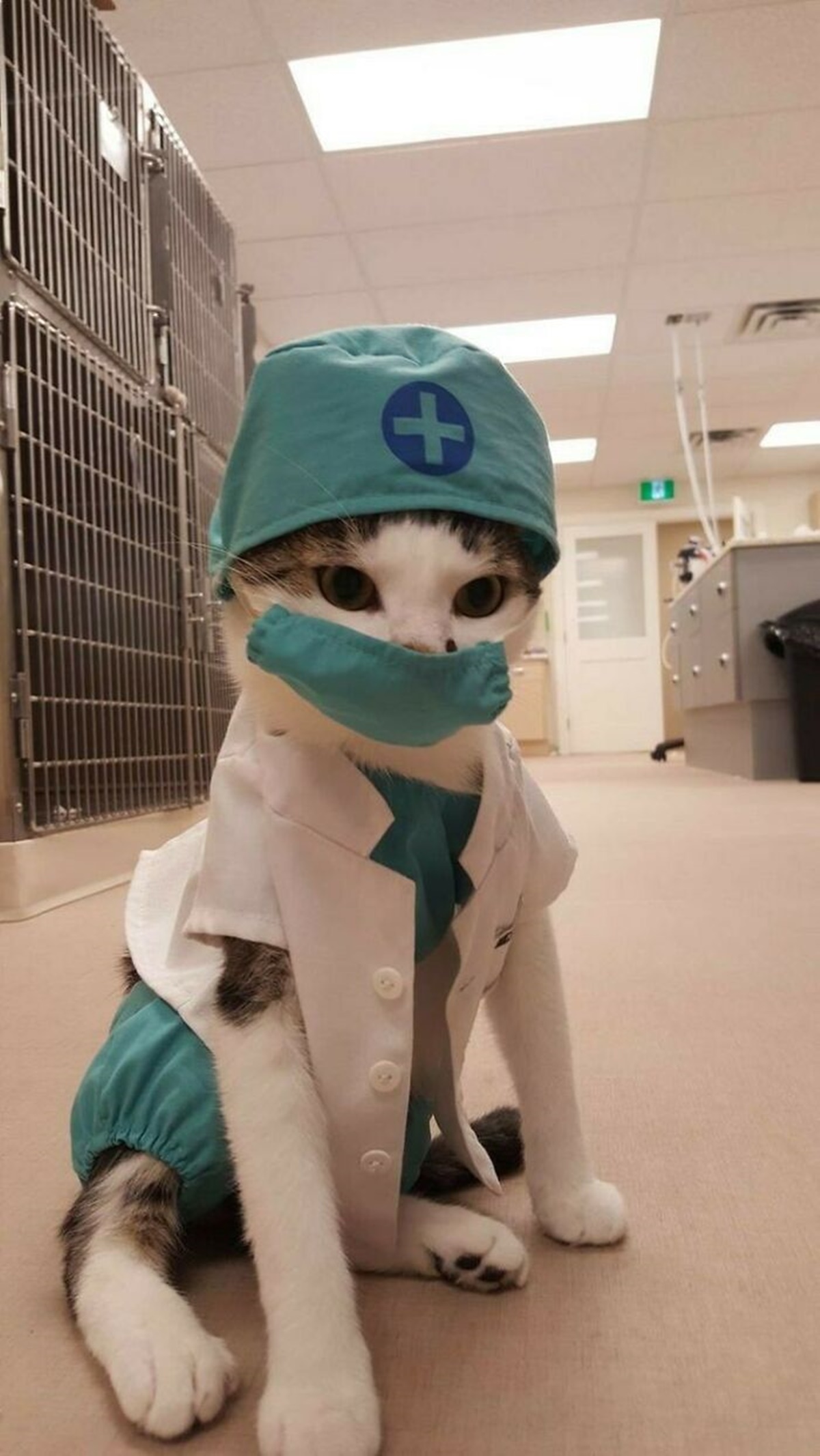 gatto dottore