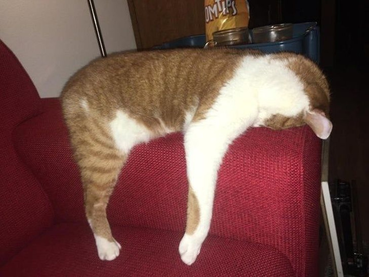 gatto divano