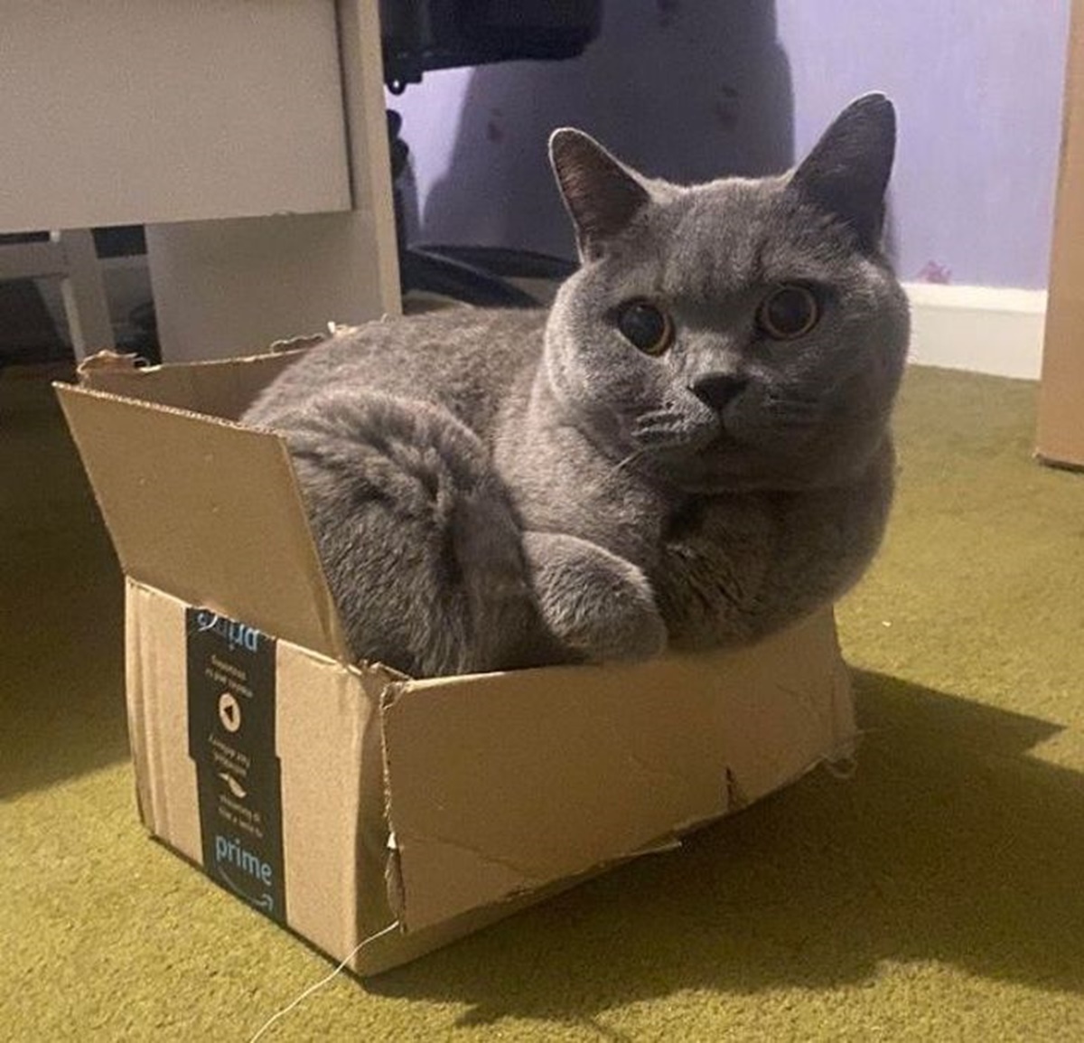 gatto scatola