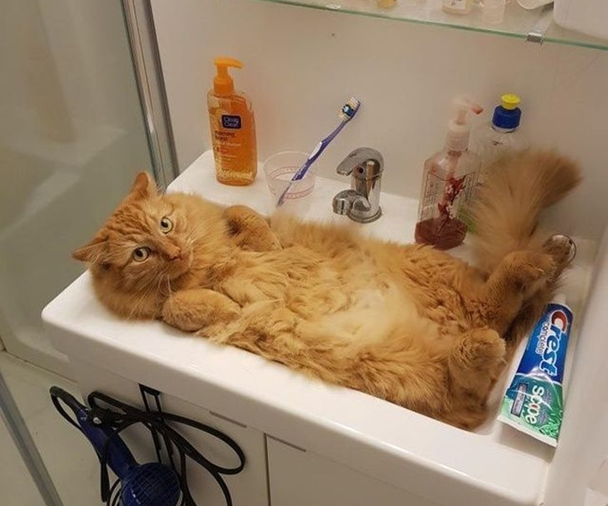gatto bagno