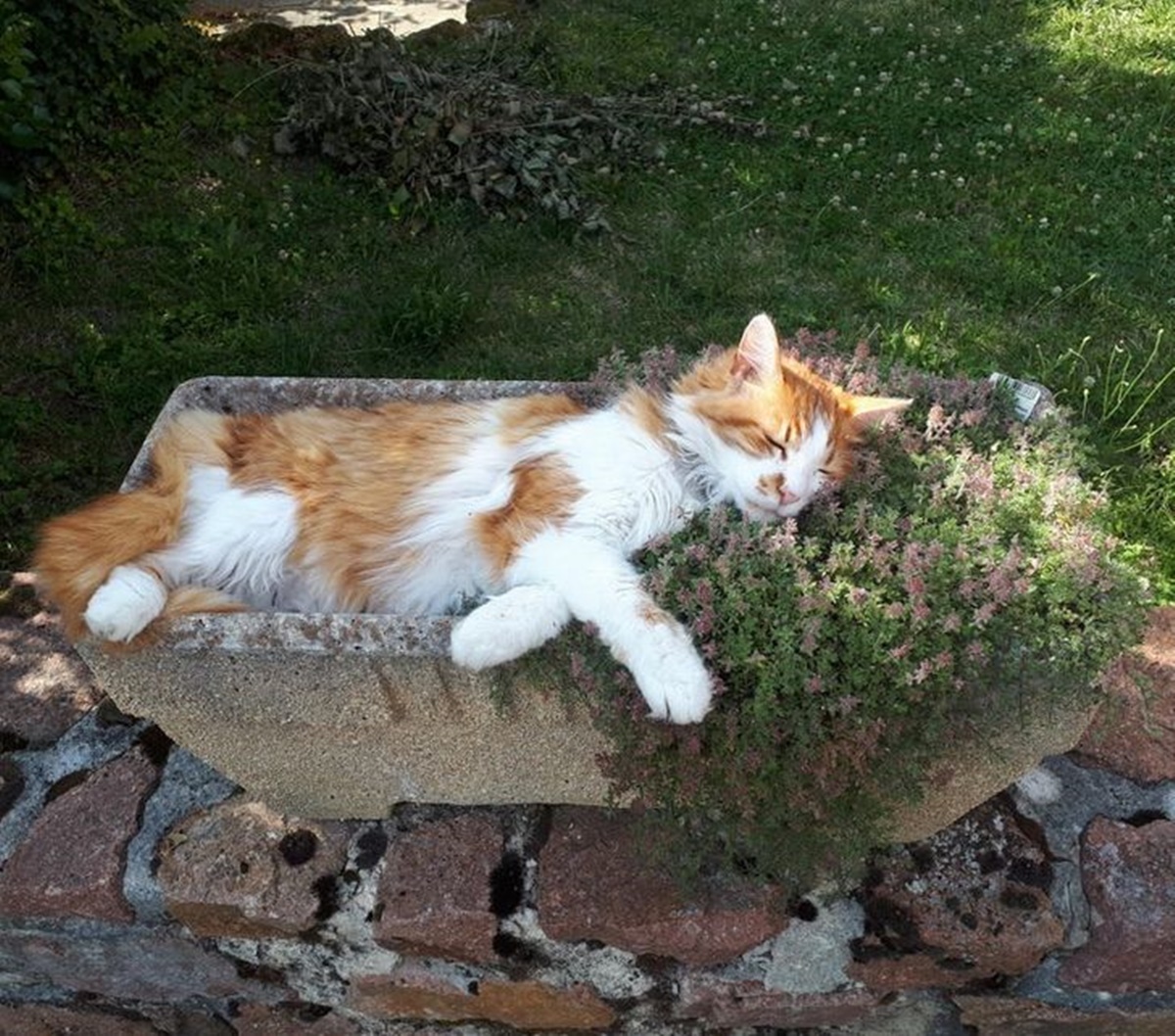 gatto fiori