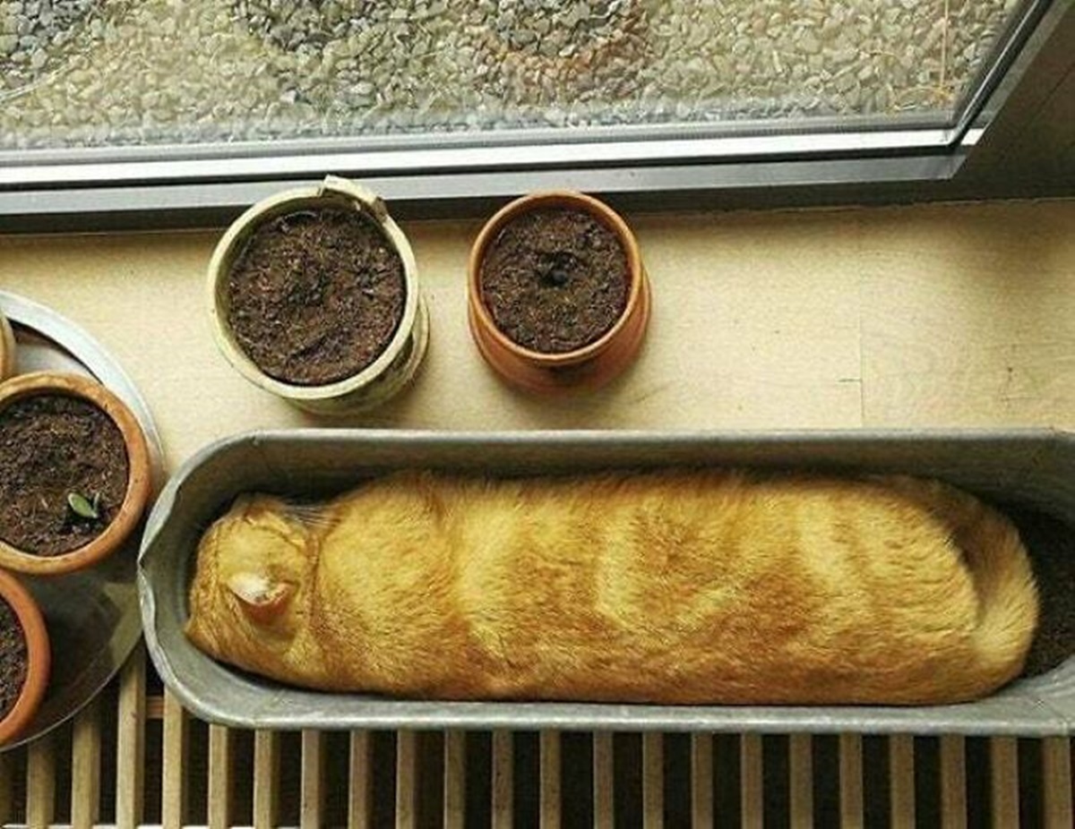 gatto baguette