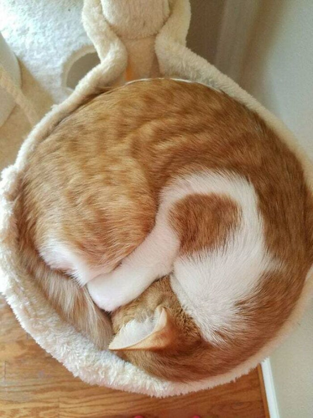 gatto spirale