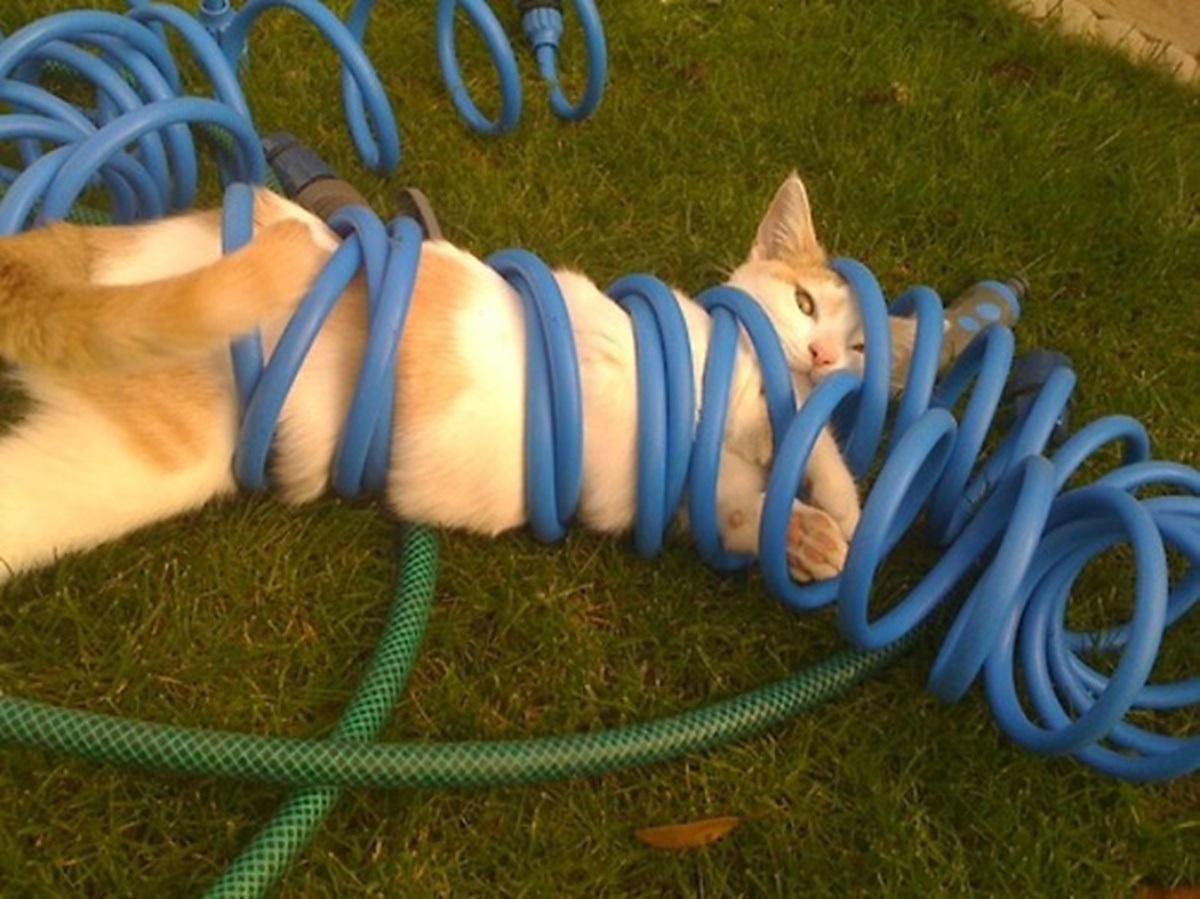 gatto tubo gomma
