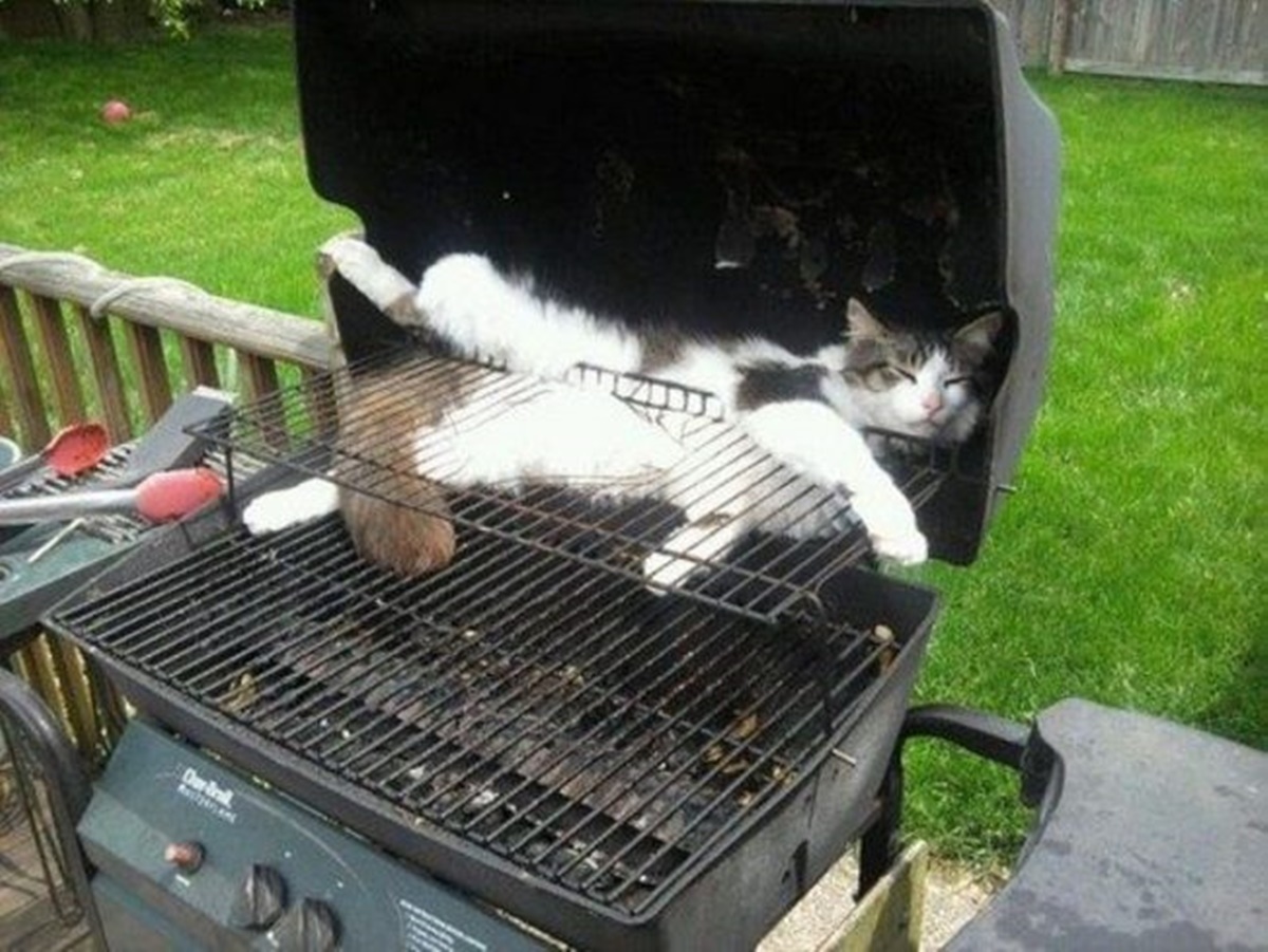 gatto barbecue