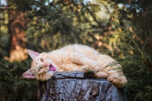 3 modi per impedire al gatto di masticare le buste di plastica