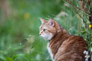 3 modi per proteggere il gatto dalle zanzare