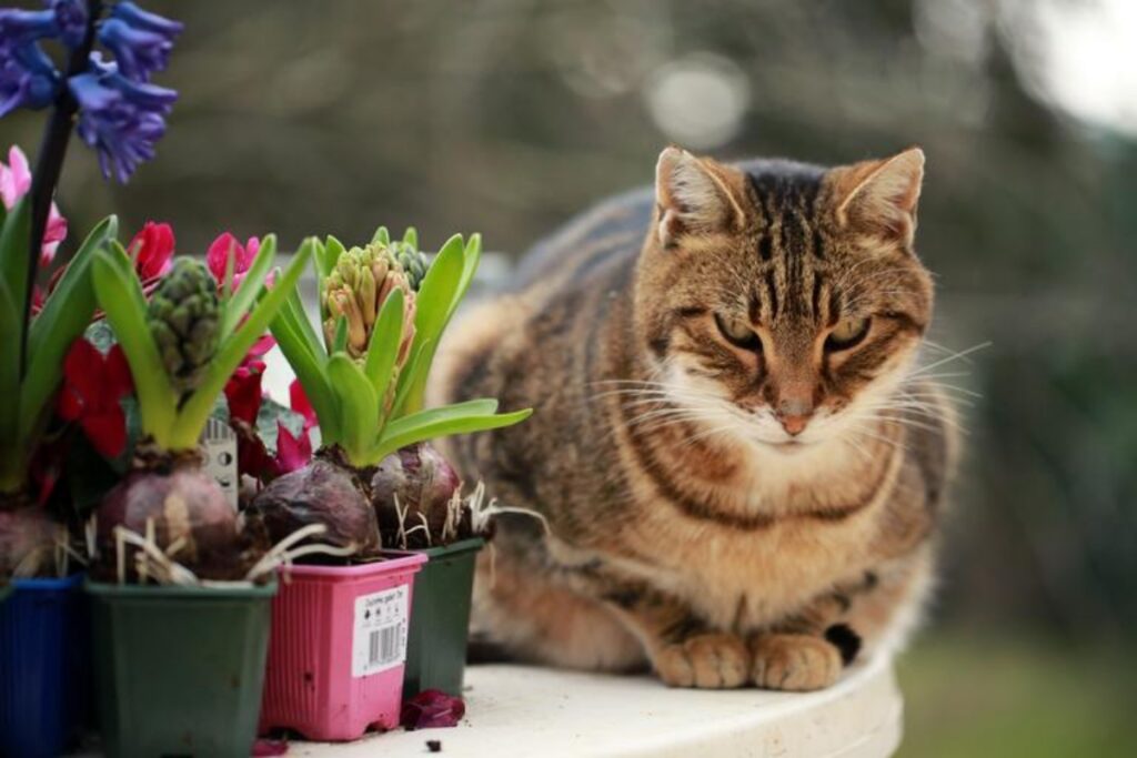 gatto vaso piante