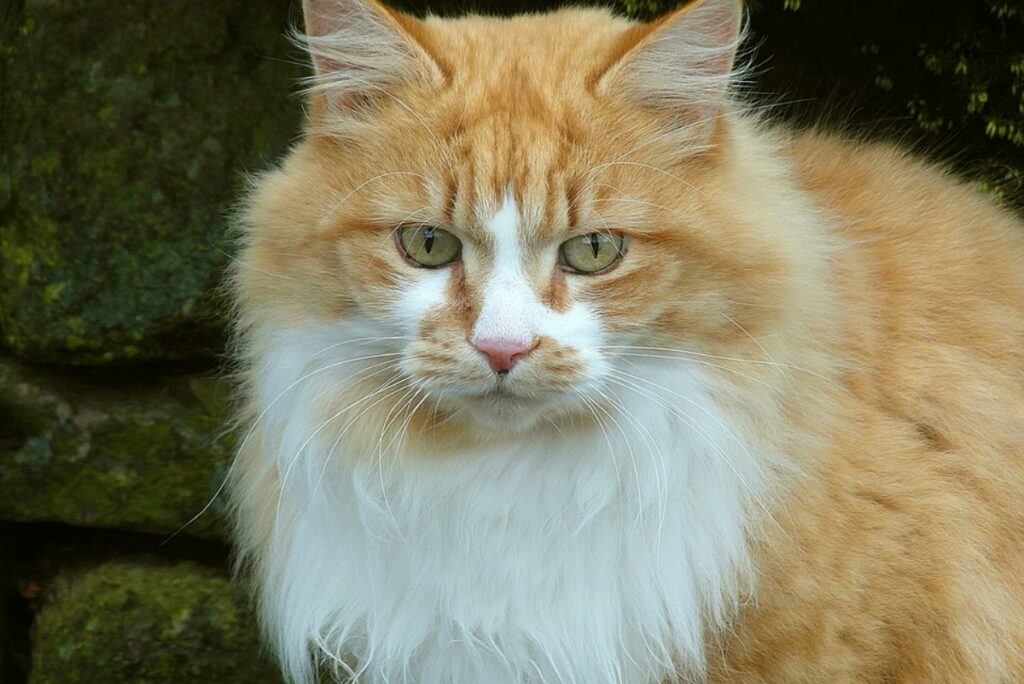 gatto arancione bianco