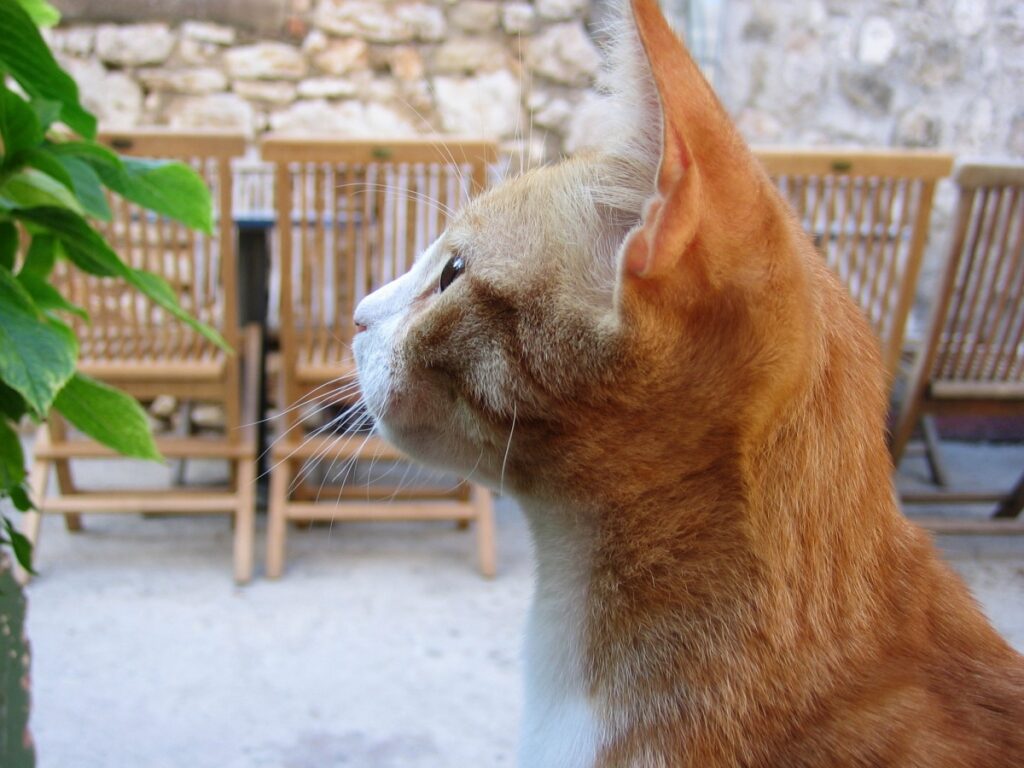 felino bianco arancione