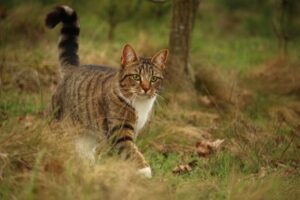 3 principali ragioni per cui il gatto zoppica