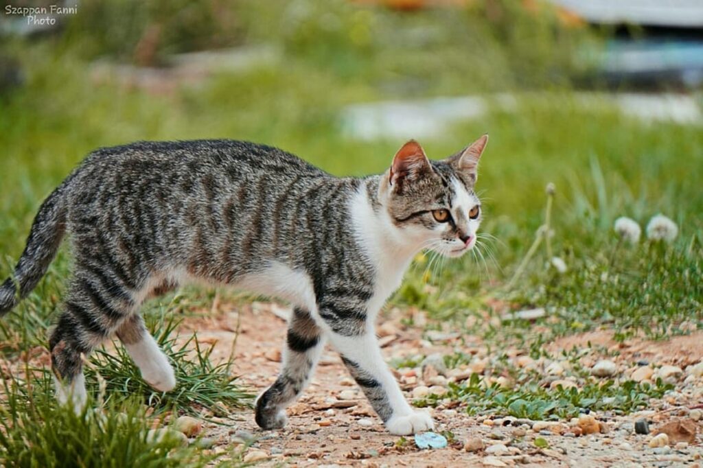 felino micio tenero