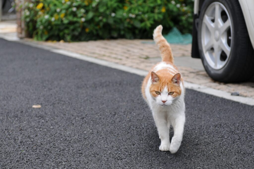 gatto bianco arancione