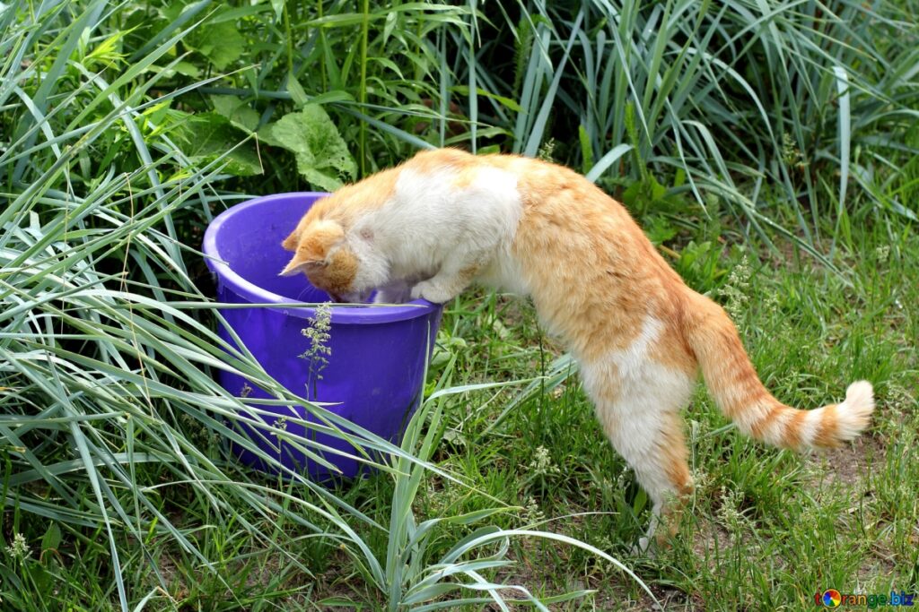 felino secchio guarda