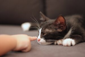 4 consigli per un legame perfetto tra il gatto e il bambino
