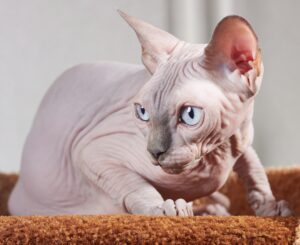 4 cose da sapere prima di adottare un gatto Sphynx